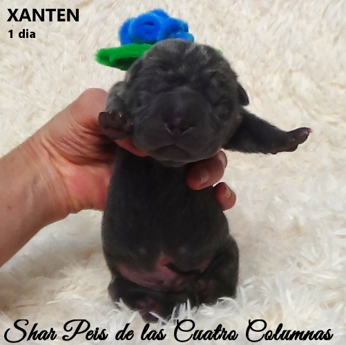 comprar sharpeis cachorros azules criaderos venta disponibles
