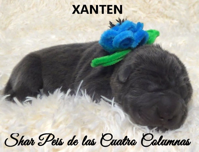 shar pei azul cachorros criadero venta disponibles
