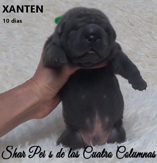 comprar sharpeis cachorros azules criaderos venta disponibles