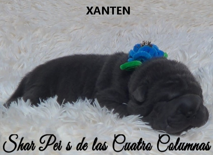 shar pei azul cachorros criadero venta disponibles