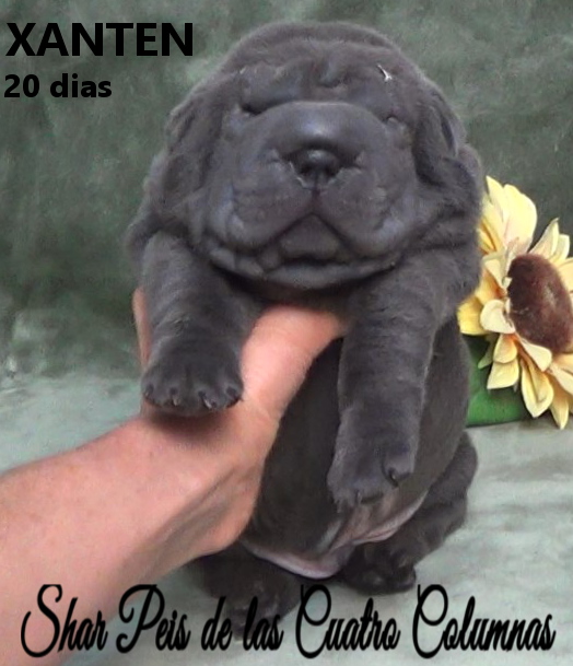 comprar sharpeis cachorros azules criaderos venta disponibles