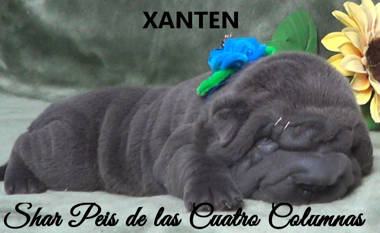 shar pei azul cachorros criadero venta disponibles