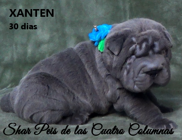 comprar sharpeis cachorros azules criaderos venta disponibles