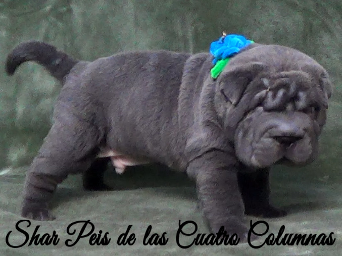 shar pei azul cachorros criadero venta disponibles