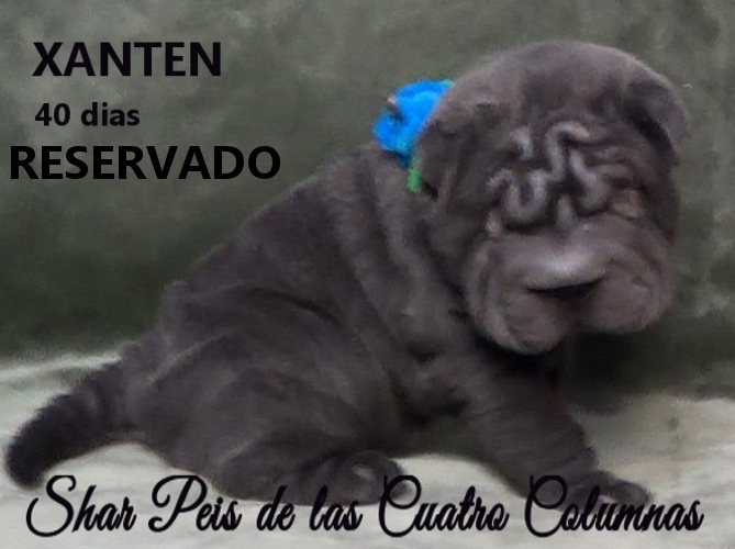comprar sharpeis cachorros azules criaderos venta disponibles