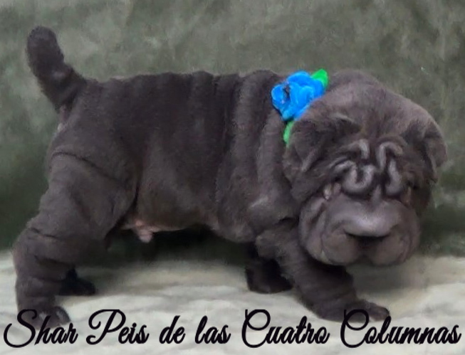 shar pei azul cachorros criadero venta disponibles