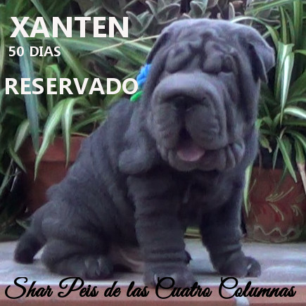 comprar sharpeis cachorros azules criaderos venta disponibles