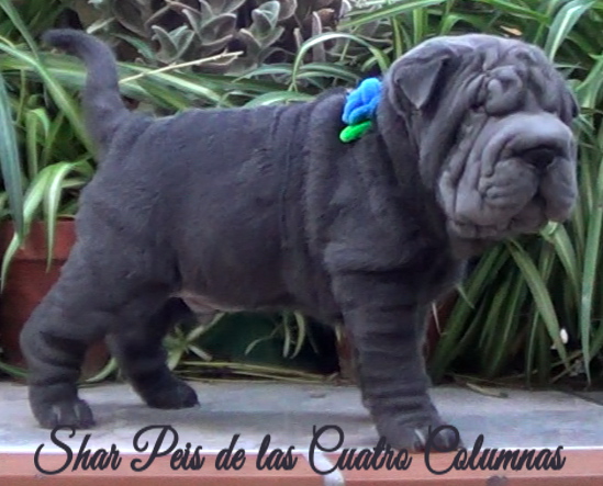 shar pei azul cachorros criadero venta disponibles