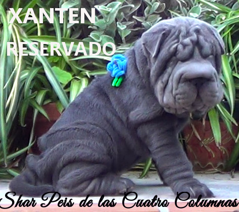 cachorros azules shar peis arrugados