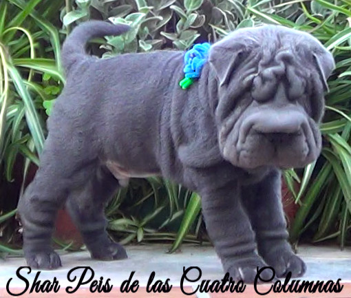 shar pei azul cachorros criadero venta disponibles