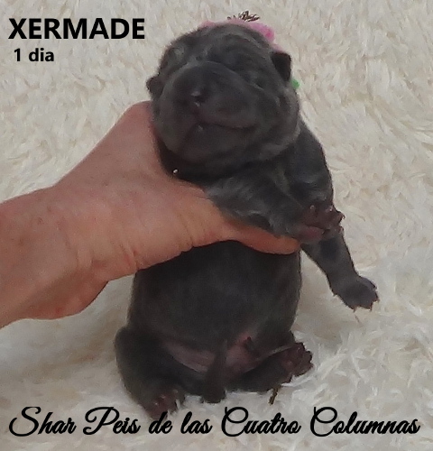 sharpeis cachorros azules minis venta disponibles