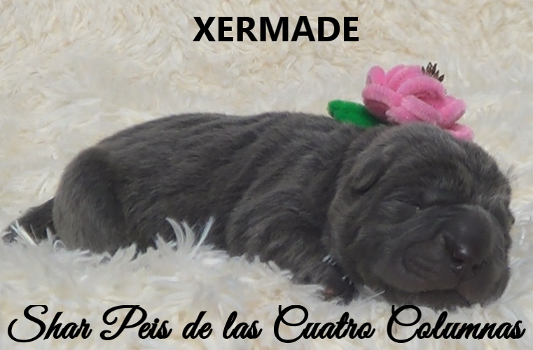 shar pei cachorro azul mini criadero venta disponibles
