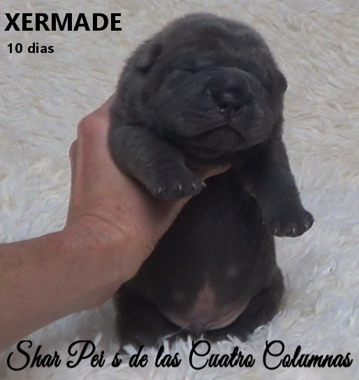 sharpeis cachorros azules minis venta disponibles