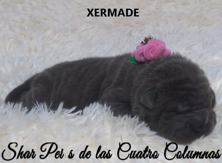 shar pei cachorro azul mini criadero venta disponibles