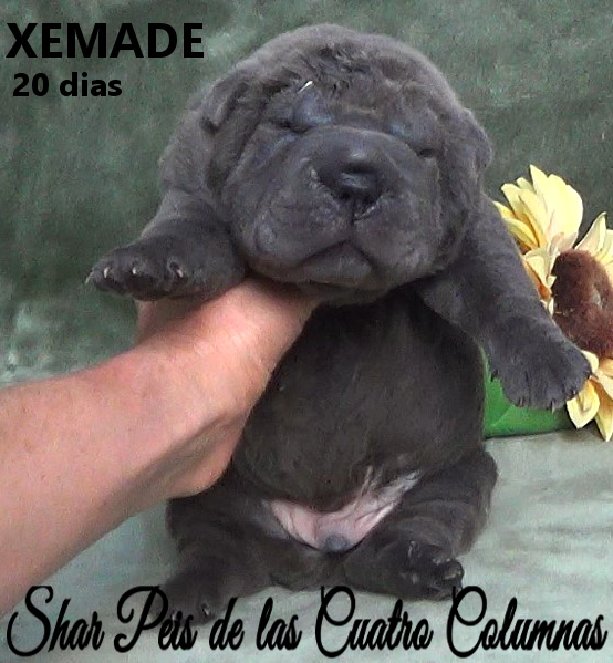 sharpeis cachorros azules minis venta disponibles