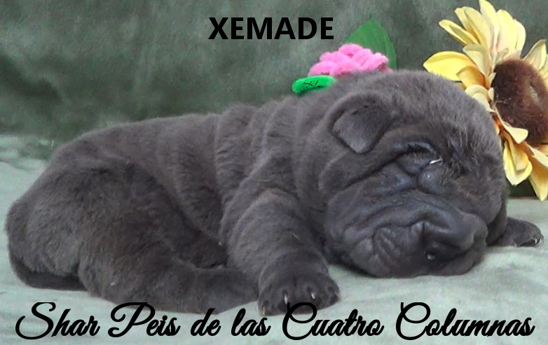 shar pei cachorro azul mini criadero venta disponibles