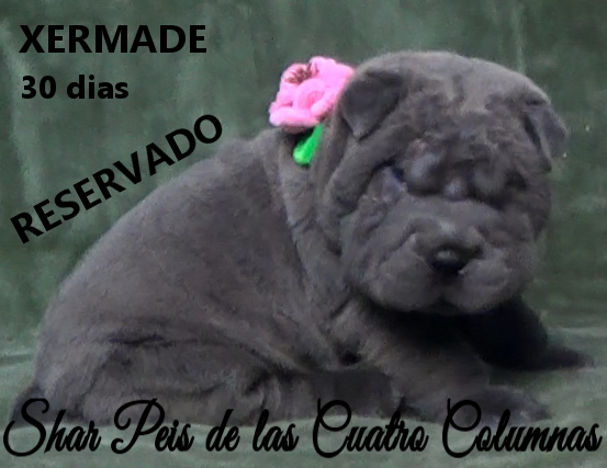 sharpeis cachorros azules minis venta disponibles