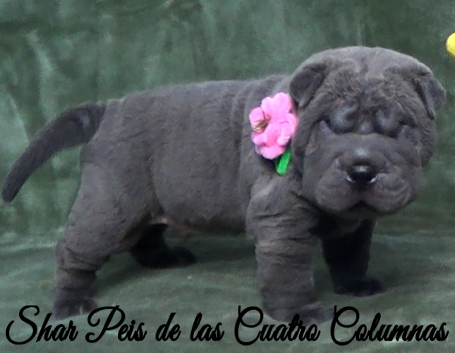 shar pei cachorro azul mini criadero venta disponibles