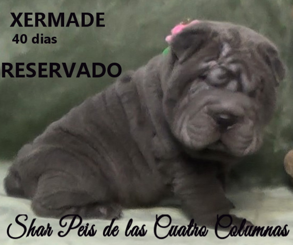 sharpeis cachorros azules minis venta disponibles