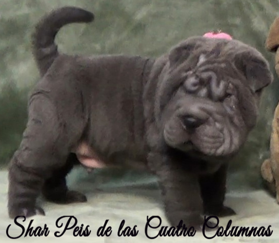 shar pei cachorro azul mini criadero venta disponibles