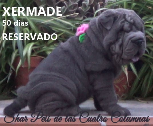 sharpeis cachorros azules minis venta disponibles