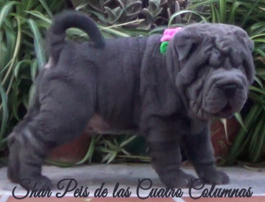 shar pei cachorro azul mini criadero venta disponibles