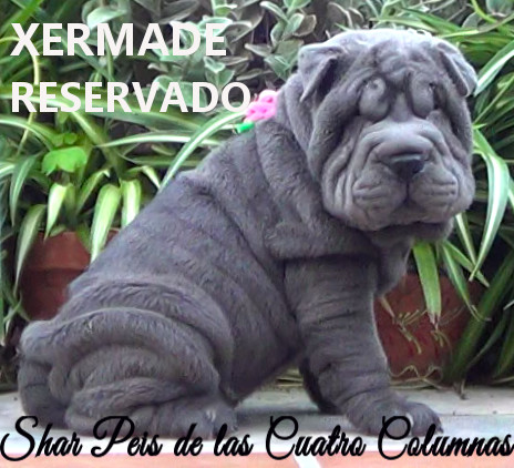 cachorros azules shar peis arrugados