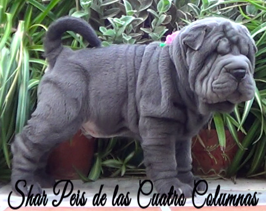 shar pei cachorro azul mini criadero venta disponibles