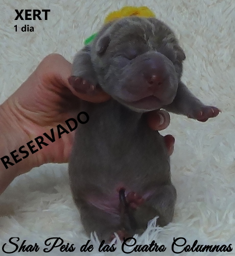 sharpeis cachorros azules minis venta disponibles