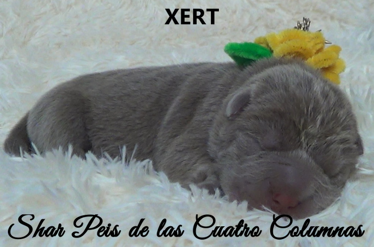 shar pei cachorro azul mini criadero venta disponibles