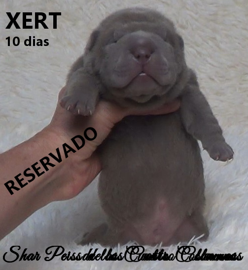sharpeis cachorros azules minis venta disponibles