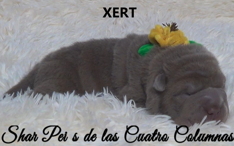 shar pei cachorro azul mini criadero venta disponibles