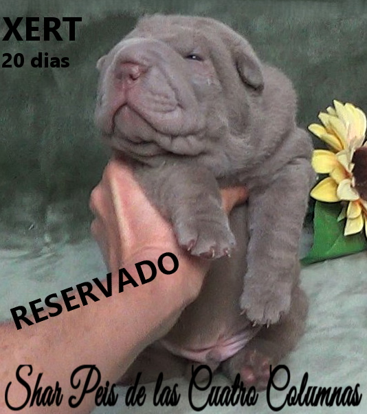 sharpeis cachorros azules minis venta disponibles