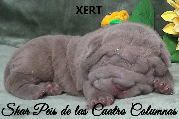 shar pei cachorro azul mini criadero venta disponibles