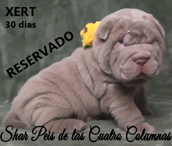 sharpeis cachorros azules minis venta disponibles