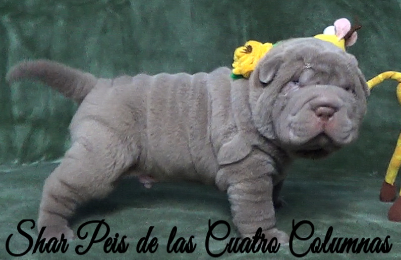 shar pei cachorro azul mini criadero venta disponibles