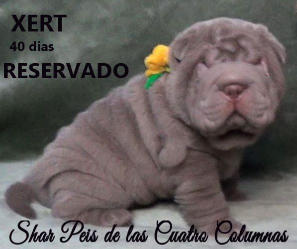 sharpeis cachorros azules minis venta disponibles