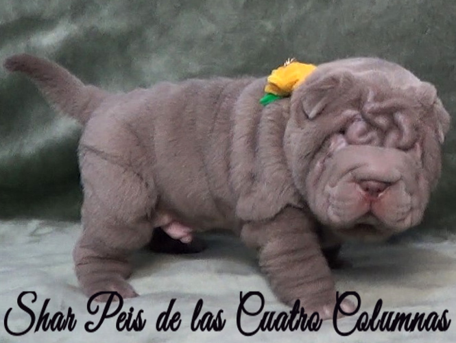 shar pei cachorro azul mini criadero venta disponibles
