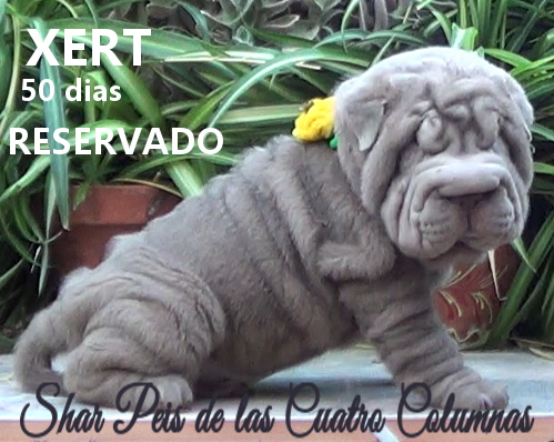 sharpeis cachorros azules minis venta disponibles