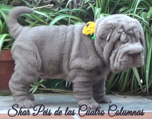 shar pei cachorro azul mini criadero venta disponibles