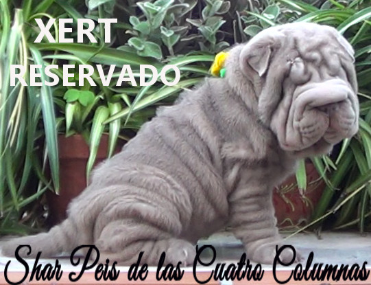 cachorros azules shar peis arrugados