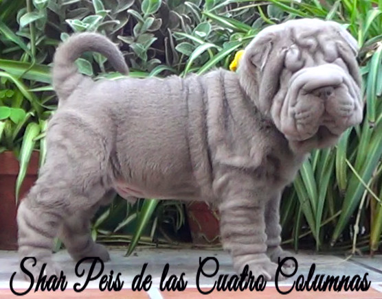 shar pei cachorro azul mini criadero venta disponibles