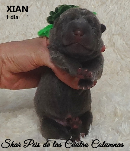 sharpeis cachorros azules minis venta disponibles