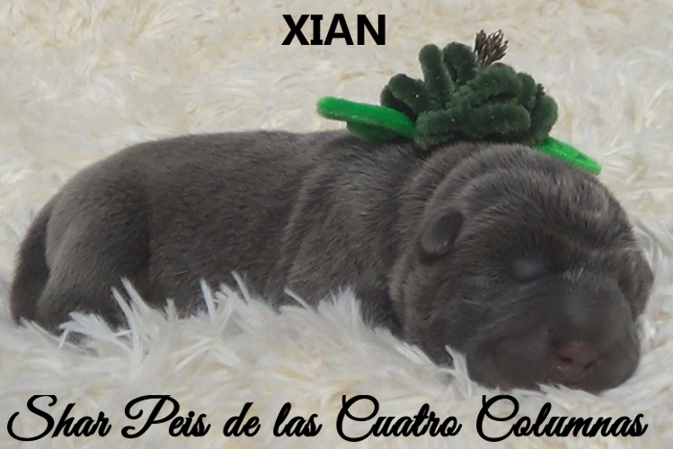 shar pei cachorro azul mini criadero venta disponibles