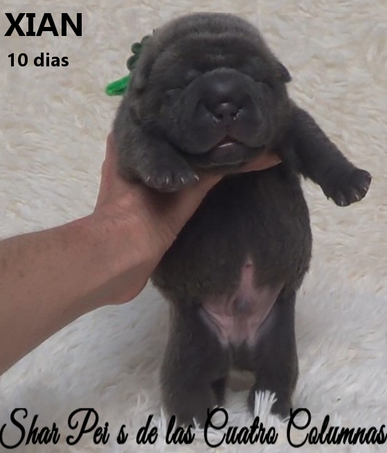 sharpeis cachorros azules minis venta disponibles