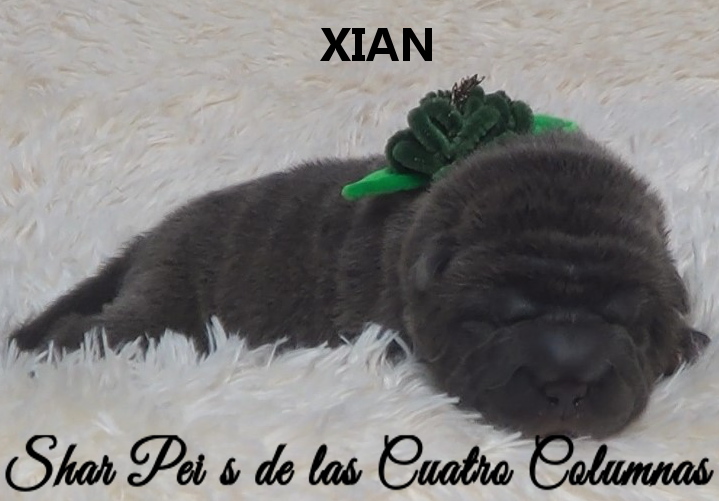 shar pei cachorro azul mini criadero venta disponibles