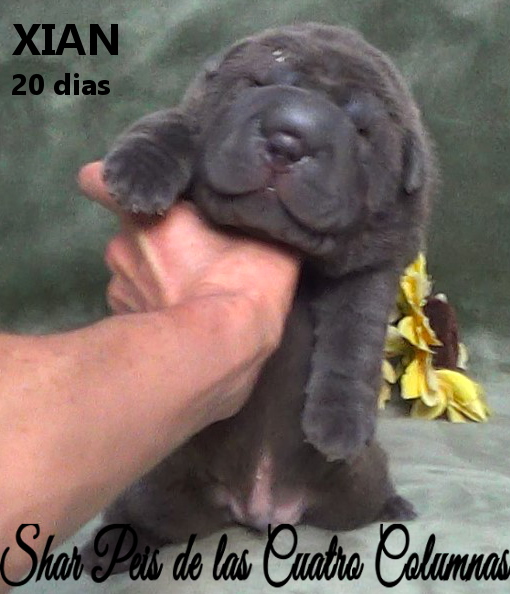 sharpeis cachorros azules minis venta disponibles