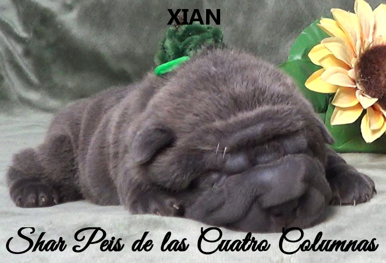 shar pei cachorro azul mini criadero venta disponibles