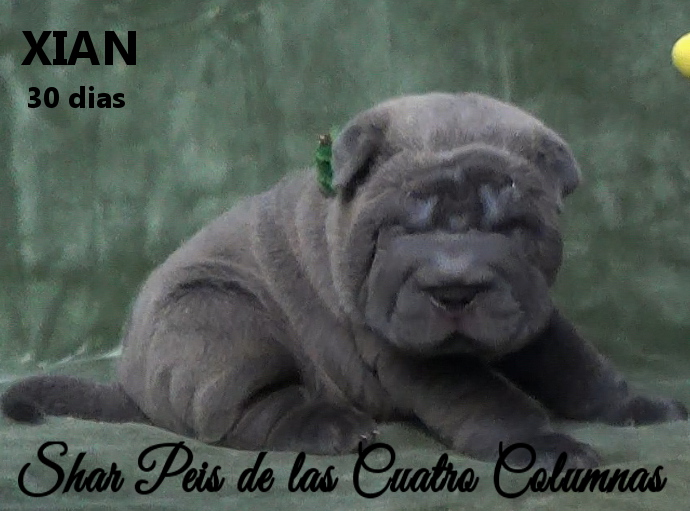 sharpeis cachorros azules minis venta disponibles