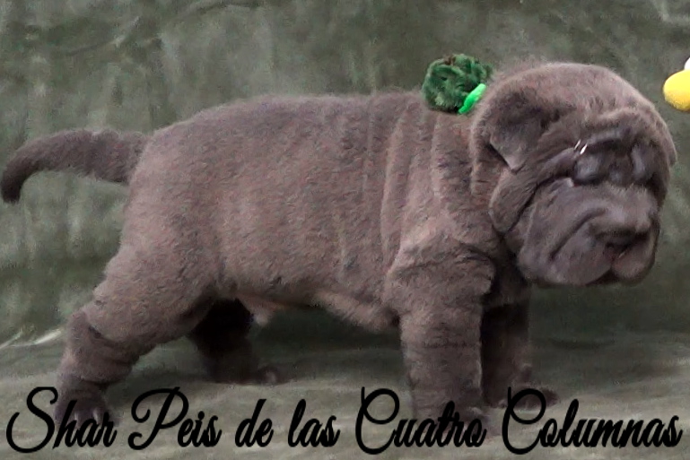 shar pei cachorro azul mini criadero venta disponibles